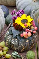 Pumpkin arrangement, Cucurbita pepo, Sedum Herbstfreude, Echinacea purpurea, Malus Red Sentinel, Helianthus annuus, Callicarpa bodinieri 