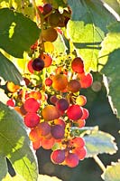 Portrait of grape, real wine, Vitis vinifera Boskoop Glory 