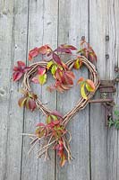 Heart with Virginia creeper, Parthenocissus quinquefolia 