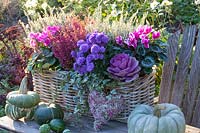 Basket with heather, cyclamen, ornamental cabbage, asters and heather, Erica gracilis, Cyclamen persicum Winfall Snowridge Purple, Brassica oleracea, Aster, Calluna vulgaris Madonna 