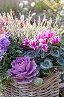 Basket with cyclamen, ornamental cabbage and heather, Cyclamen persicum Winfall Snowridge Purple, Brassica oleracea, Calluna vulgaris Madonna 