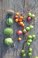 Ornamental fruits, Cucumis zeiheri, Cucurbita pepo, Cucumis hirsutus, Cucumis carolinus, Malus, Diplocyclos palmatus 