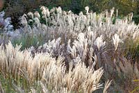 Chinese silver grass, Miscanthus sinensis 