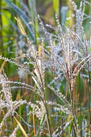 Chinese silver grass, Miscanthus sinensis Pagels 