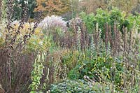 Autumn Garden, Acanthus Mornings Candle, Miscanthus, Inula, Agastache 