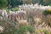 Chinese silver grass, diamond grass, miscanthus, Calamagrostis brachytricha 