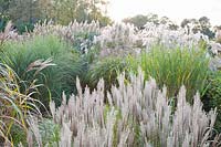 Chinese silver grass, Miscanthus sinensis Small silver spider 