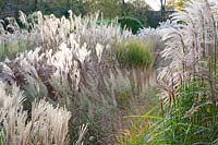 Chinese silver grass, diamond grass, miscanthus, Calamagrostis brachytricha 