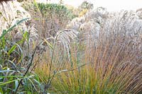 Grass bed, Molinia, Miscanthus sinensis 