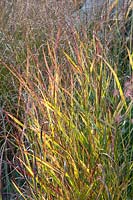 Portrait of switchgrass, Panicum virgatum Squaw 