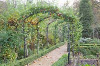 Espalier with apple trees, Malus domestica 
