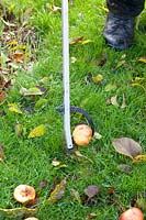 Head Gardener Dominic Rendell picks up apples 