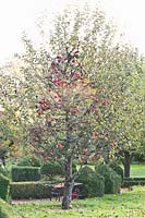 Apple tree, Malus domestica 