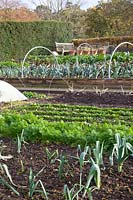 Vegetable garden in late autumn, leeks, carrots, spinach, pak choi, Allium porrum, Daucus carota, Spinacia oleracea Fiorana, Brassica rapa chinensis 