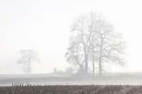 Trees and fields in the fog 