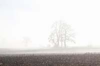 Trees and fields in the fog 