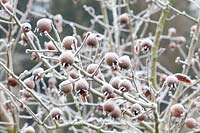 Medlar in frost, Mespilus germanica 