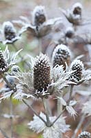 Sweet thistle, Eryngium giganteum 