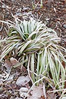 Winter protection for Montbretia, Crocosmia 