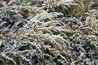 Cushion Yew in Frost, Taxus baccata repandens 