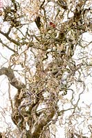 Male inflorescence of corkscrew hazel, Corylus avellana Tortuosa 