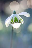 Snowdrop, Galanthus Rodmarton 