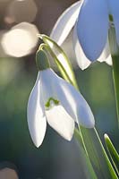 Snowdrop, Galanthus nivalis 