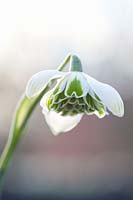 Snowdrop, Galanthus Jaquenetta 