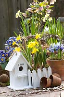 Still life with bulbous plants, Narcissus Tete a Tete, Narcissus Minnow, Iris reticulata Alida, Primula vulgaris Zebra Blue, Helleborus orientalis 