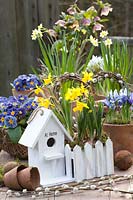 Still life with bulbous plants, Narcissus Tete a Tete, Narcissus Minnow, Iris reticulata Alida, Primula vulgaris Zebra Blue, Helleborus orientalis 
