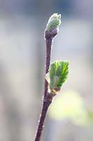 Sprouting of birch, Betula mandshurica 