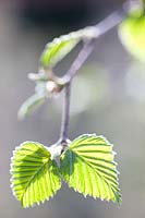 Sprouting of birch, Betula mandshurica 