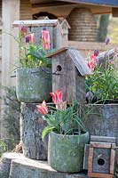 Tulips and lapwing, Tulipa kaufmanniana, Fritillaria meleagris 