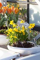 Daffodils and tulips in old sinks, recycling, Tulipa Blumex, Narcissus Tete a Tete 