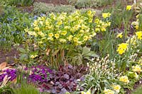 Bed with Tulipa turkestanica, Narcissus, Heuchera, Helleborus orientalis, Primula vulgaris, Scilla siberica, Narcissus 
