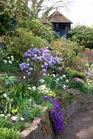 Garden with gazebo, Rhododendron Blue Diamond, Narcissus Pipit, Aubrieta Hamburg, Anemone blanda White Splendour 