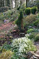 Rockcress, Arabis suendermanii, Acer palmatum 