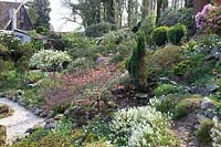 Rockcress, Arabis suendermanii, Acer palmatum 