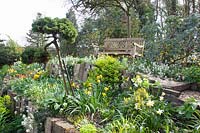 Hillside garden, Narcissus Jetfire, Narcissus Jack Snipe, Euphorbia, Helleborus, Arabis suendermanii 