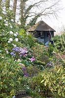 Garden with gazebo, Viburnum burkwoodii, Rhododendron Pintail, Rhododendron Blue Diamond 