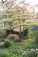 Pagoda dogwood and ornamental cherry, Cornus controversa Variegata, Prunus yedoensis 