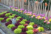 Lettuce and tulips, Tulipa Wirosa, Tulipa Purple Flag, Tulipa Yellow Flight, Lollo Rosso, Lollo Bionda 
