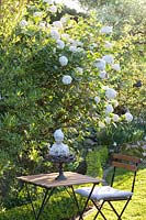 Seating area with fragrant snowball, Viburnum burkwoodii 