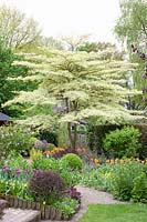 Garden situation with Pagoda Dogwood et alii, Cornus controversa Variegata, Buxus, Acer palmatum, Heuchera, Tulipa Orange Emperor, Tulipa Ballerina 