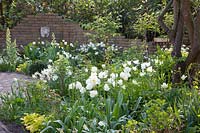 Tulipa White Triumphator,Tulipa Super Parrot, Narcissus Thalia,Fritillaria persica Ivory Bells, 