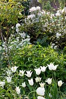 Tulipa White Triumphator,Rhododendron,Lunaria annua Alba 