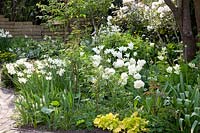 Tulipa White Triumphator,Tulipa Super Parrot, Narcissus Thalia,Rhododendron 