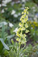 Crown Imperial,Fritillaria persica Ivory Bells 