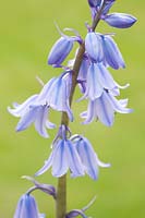 Portrait Spanish Bluebell, Hyacinthoides hispanica Excelsior 