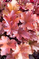 Heuchera Peach Flambe 